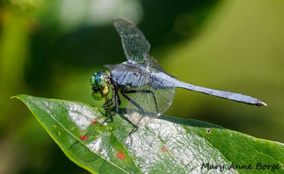 Male Eastern Pondhawk with insect. "Yum! This little critter didn't have a chance."