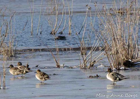 Northern Pintails with Swamp Rose Mallow (Hibiscus moscheutos) in winter