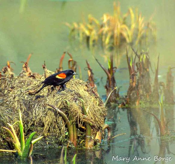 Male Red-winged Blackbird
