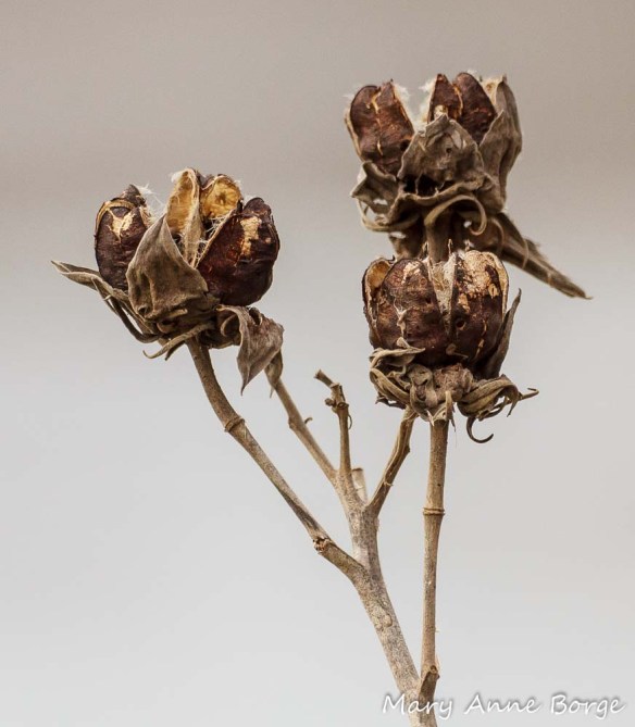 Swamp Rose Mallow (Hibiscus moscheutos) fruit capsules open to release their seeds.
