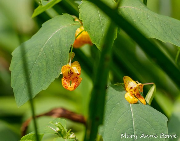 Jewelweed or Spotted Touch-me-not (Impatiens capensis)