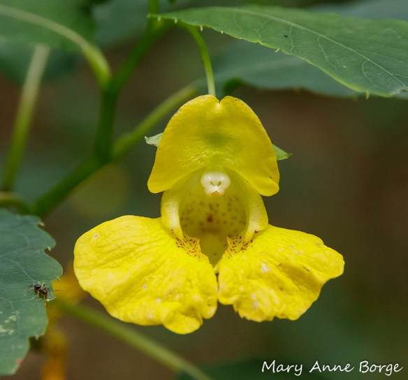 Pale Jewelweed (Impatiens pallida) with mature stamens at the inside top of the entrance of the blossom 