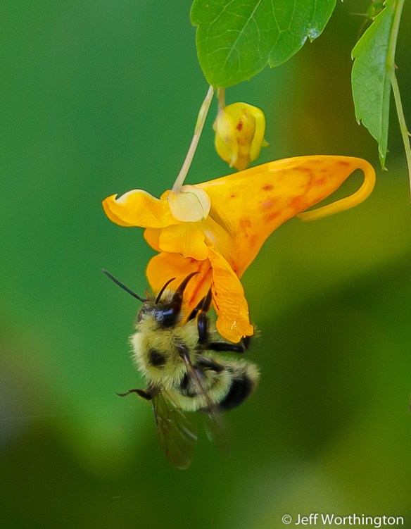 Jewelweed (Impatiens capensis) with Bumble Bee (Bombus species) 