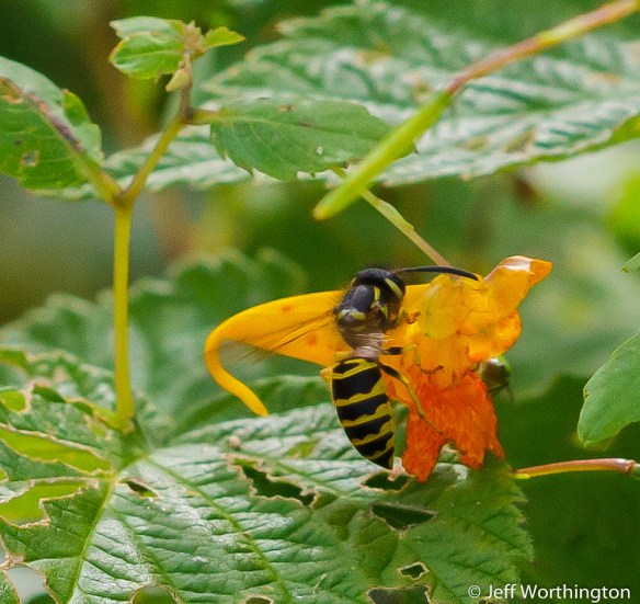 Jewelweed (Impatiens capensis) with Yellowjacket