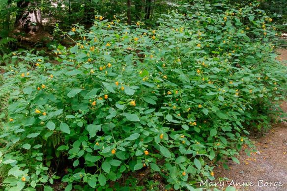 Jewelweed (Impatiens capensis ) at Wiessner Woods, Stowe, Vermont