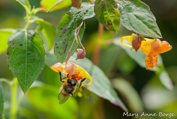 Jewelweed (Impatiens capensis) with Honey Bee 