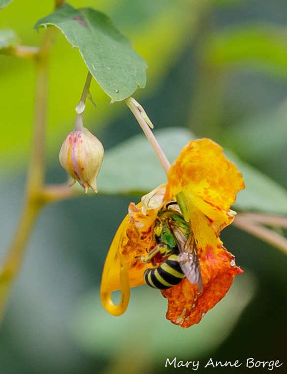 Jewelweed (Impatiens capensis) with Sweat Bee (Agapostemon species)