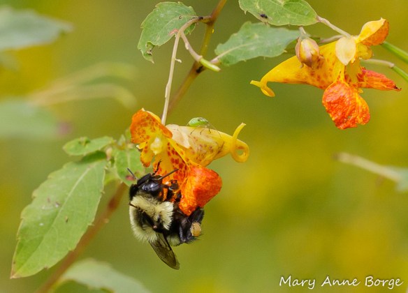 Jewelweed (Impatiens capensis) with Bumble Bee (Bombus species)