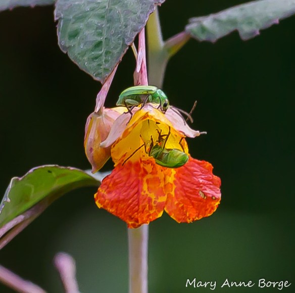 Jewelweed (Impatiens capensis) with Northern Corn Rootworm Beetles