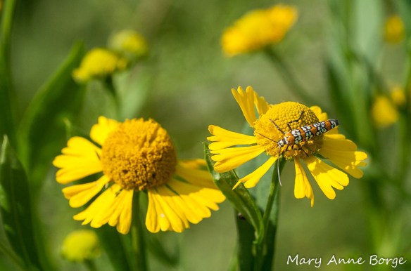 Ailanthus Webworm Moth on Sneezeweed (Helenium autumnale)