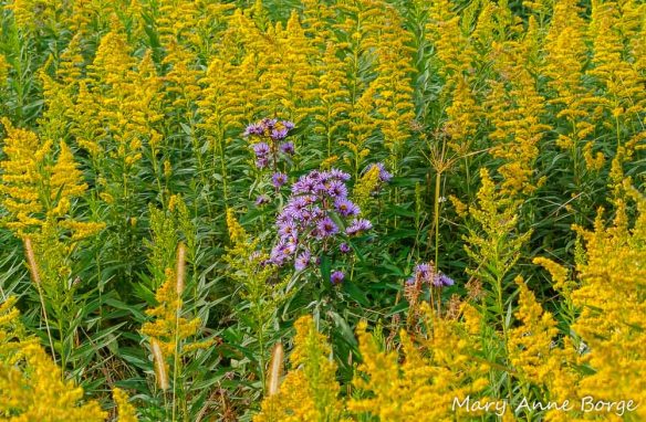 Goldenrods and New England Asters (Symphyotrichum novae-angliae) are Aster (Asteraceae) family members