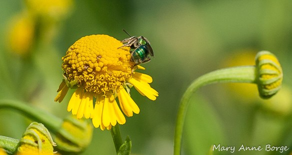 Sweat Bee on Sneezeweed (Helenium autumnale)