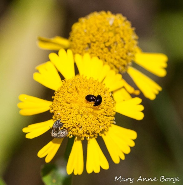 Two pairs of beetles on Sneezeweed (Helenium autumnale). The dark pair in the upper right of the flower head are a lady beetle species, Microwesia misella.
