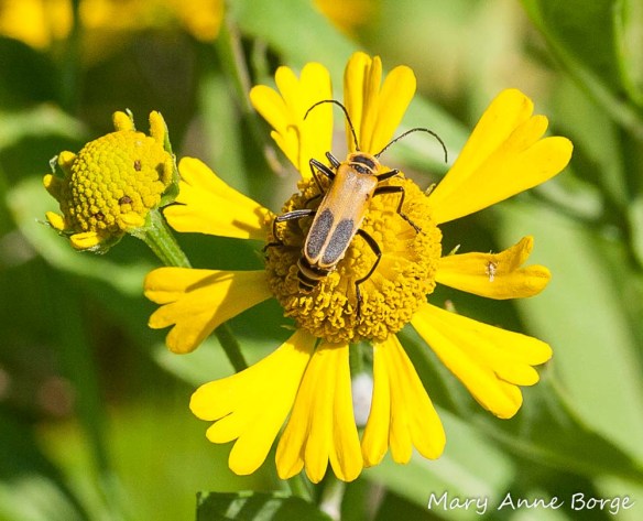 A soldier beetle, Pennsylvania Leatherwing (Chauliognathus pensylvanicus) on Sneezeweed (Helenium autumnale)