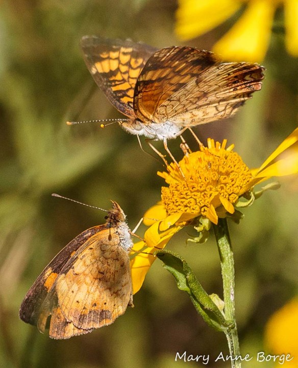Pearl Crescents on Sneezeweed (Helenium autumnale)