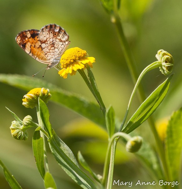 Pearl Crescent on Sneezeweed (Helenium autumnale)