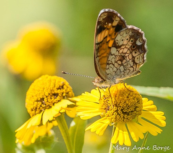 Pearl Crescent drinking nectar from the disk flowers of a Sneezeweed (Helenium autumnale) flower head (inflorescence). The petal-like floral structures are ray flowers.