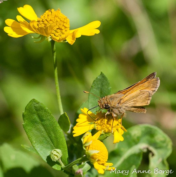 Sachem on Sneezeweed (Helenium autumnale)
