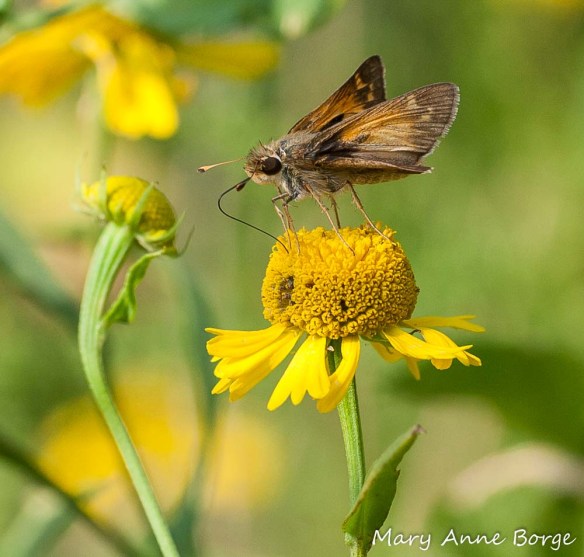 Sachem on Sneezeweed (Helenium autumnale)