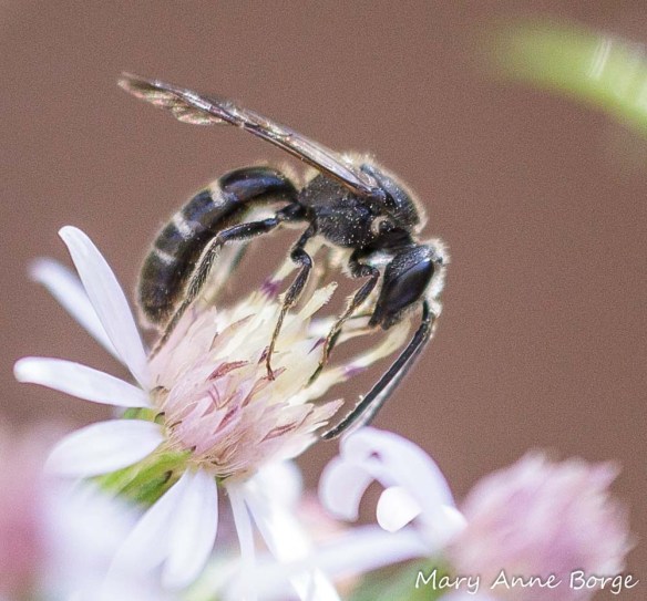 Sweat Bee (Halictus species) with Blue Wood Aster (Symphyotrichum cordifolium)