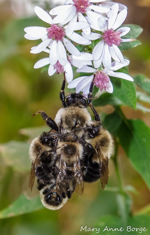 Bumble Bees (probably Common Eastern Bumble Bees (Bombus impatiens)) on Blue Wood Aster (Symphyotrichum cordifolium)