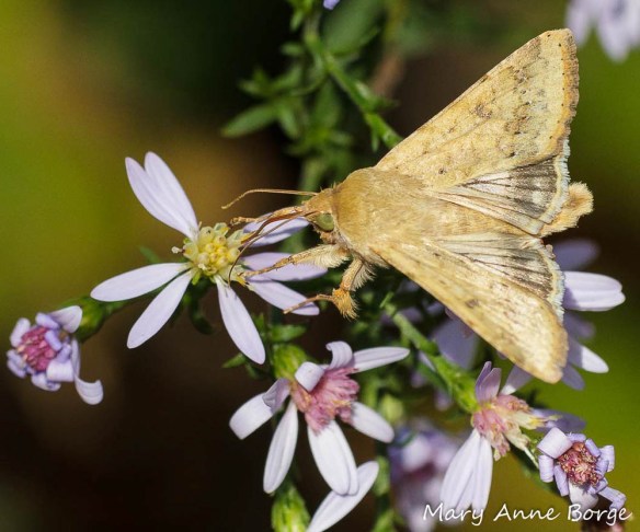 A Corn Earworm Moth drinking nectar from Blue Wood Aster (Symphyotrichum cordifolium).