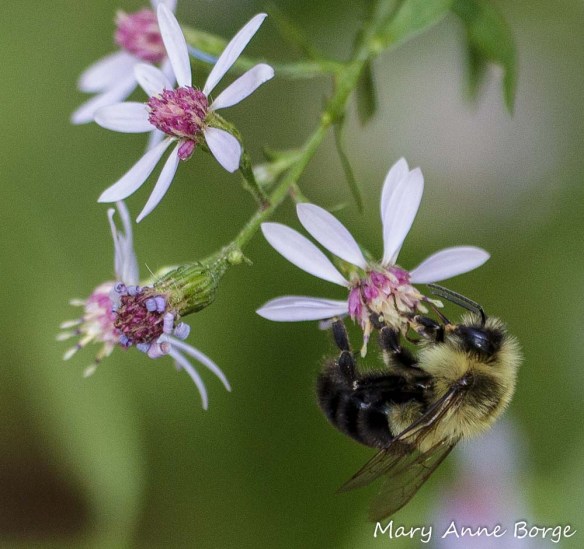 Bumble Bee (Bombus species) drinking nectar from Blue Wood Aster (Symphyotrichum cordifolium)