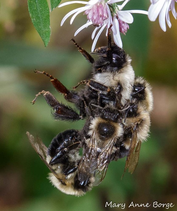Bumble Bees (probably Common Eastern Bumble Bees (Bombus impatiens), one mating with the queen.
