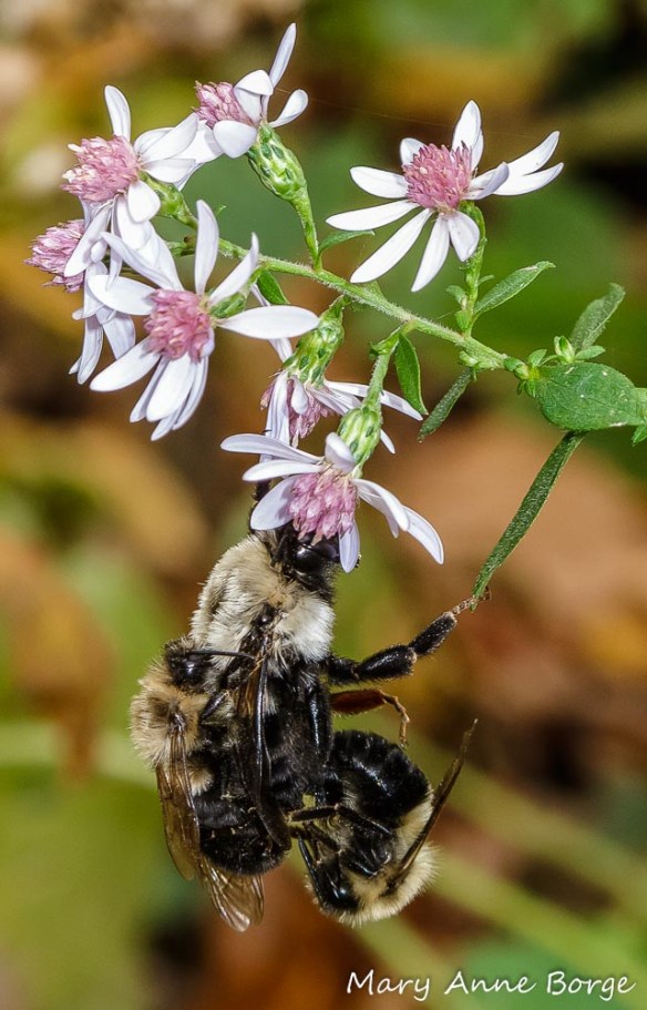 Bumble Bees (probably Common Eastern Bumble Bees (Bombus impatiens) on Blue Wood Aster (Symphyotrichum cordifolium)
