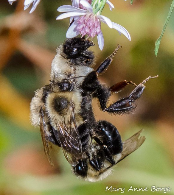 Bumble Bees (probably Common Eastern Bumble Bees (Bombus impatiens), one mating with the queen.