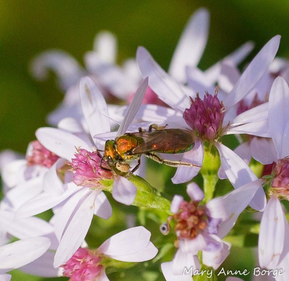 A Sweat Bee (Augochlorella species) investigating Blue Wood Aster (Symphyotrichum cordifolium)