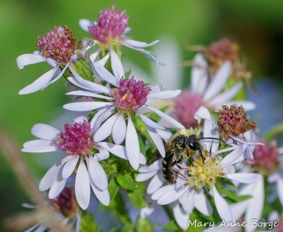 Blue Wood Aster (Symphyotrichum cordifolium) with Sweat Bee (Halictus species)