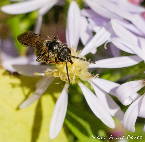 Sweat Bee (Halictus species) drinking nectar from Blue Wood Aster (Symphyotrichum cordifolium)