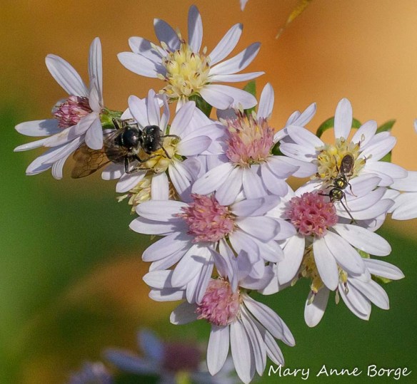 Sweat Bees (Halictid bees) of two different species visiting Blue Wood Aster (Symphyotrichum cordifolium)