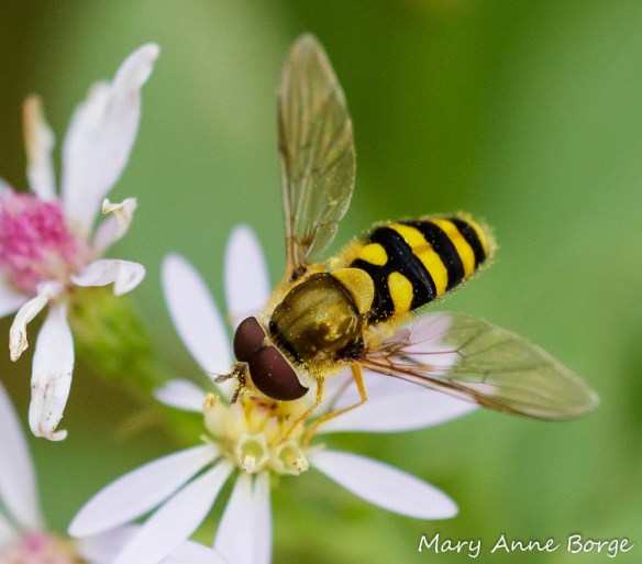 A Syrphid or Flower Fly (Syrphus ribesii) drinking nectar from Blue Wood Aster (Symphyotrichum cordifolium)