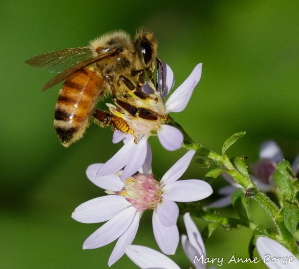 A Honey Bee (Apis mellifera) nectaring from Blue Wood Aster (Symphyotrichum cordifolium)