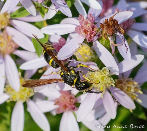 A Mason Wasp (Ancistrocerus species) drinking nectar from Blue Wood Aster (Symphyotrichum cordifolium)