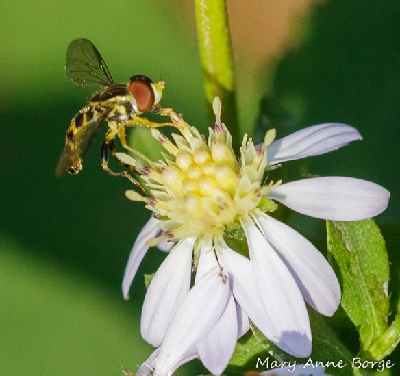 A Syrphid or Flower fly drinking nectar from Blue Wood Aster (Symphyotrichum cordifolium)