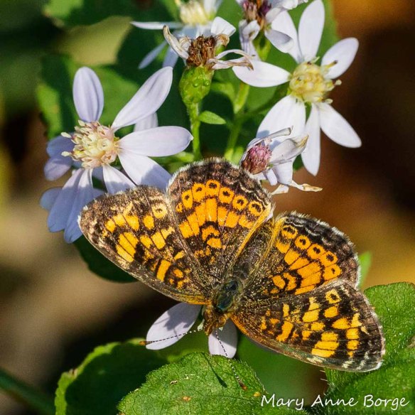 A Pearl Crescent butterfly drinking nectar from Blue Wood Aster (Symphyotrichum cordifolium). Not only do these butterflies benefit from the nectar, but their caterpillars dine on the foliage of several aster species.