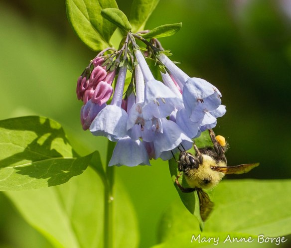 Queen Bumble Bee in spring on Virginia Bluebells (Mertensia virginica).