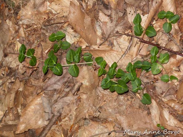 Partridgeberry (Mitchella repens)