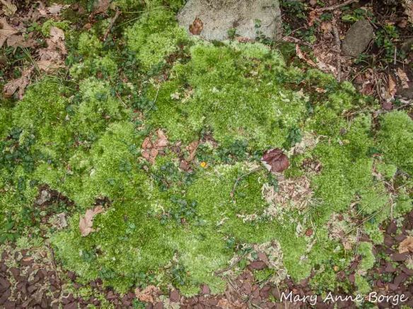 Partridgeberry (Mitchella repens) mixed with mosses