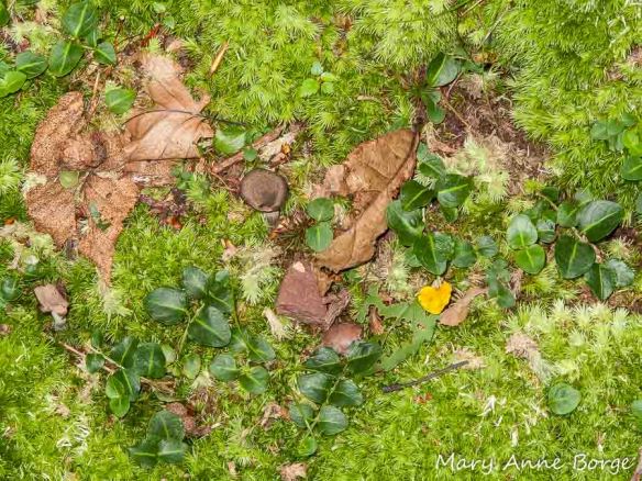 Partridgeberry (Mitchella repens) mixed with mosses and mushrooms