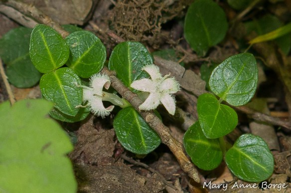 Partridgeberry's (Mitchella repens) paired flowers in bloom. 