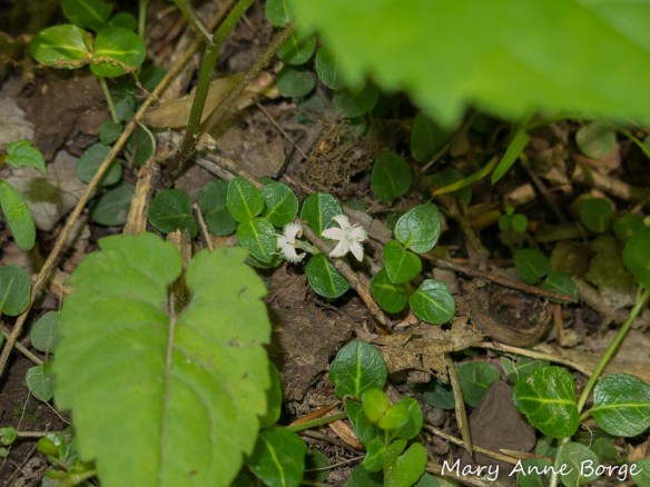 Partridgeberry (Mitchella repens) in bloom, partially hidden by taller plants