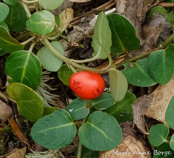 Partridgeberry (Mitchella repens) fruit. Notice the jagged edged 'dimples' where the two flowers were attached to their shared ovary.
