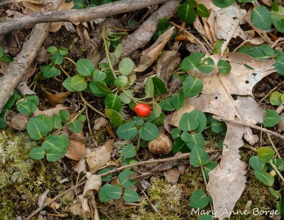 Partridgeberry (Mitchella repens)