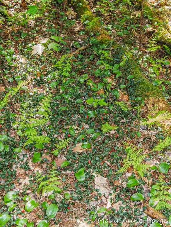 Partridgeberry (Mitchella repens) in spring, with fruit from the previous year still present.