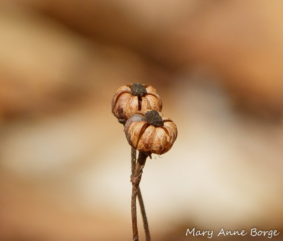 Striped Wintergreen (Chimaphila maculata) fruit capsules. 