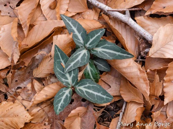 Striped Wintergreen (Chimaphila maculata) 
